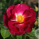 Rosa (F) Ile de Fleurs gm 4,0L