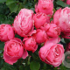Rosa (T) Leonardo da Vinci A kwaliteit wortelgoed 90-100 cm stam