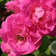 Rosa (F) 'Melrose' GM C3