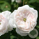 Rosa (H) 'Mme Hardy' gm 4,0L