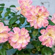 Rosa (K) 'Phyllis Bide' gm 4,0L