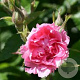 Rosa (R) 'Pink Grootendorst' gm 4,0L