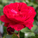 Rosa (F) Red Leonardo da Vinci gm 4,0L