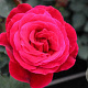 Rosa (T) 'Roter Duft 97' AA. kwaliteit wortelgoed