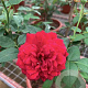 Rosa (T) Rouge Royale A kwaliteit wortelgoed 50-60 cm stam
