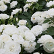 Rosa (F) Schneewittchen 110 cm stam 7L