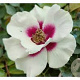 Rosa (F) See You in Purple gm 4,0L