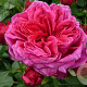 Rosa (H) Soul AA. kwaliteit wortelgoed