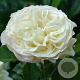 Rosa (F) Tobago gm 4,0L