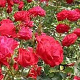 Rosa (F) 'Wettra' GM C3