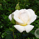 Rosa 'White New Dawn' A kwaliteit wortelgoed vanaf 2 tak