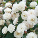 Rosa (P) 'White Pet' A kwaliteit wortelgoed vanaf 2 tak
