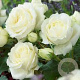 Rosa (T) 'White Symphonie' AA. kwaliteit wortelgoed