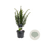 Taxus baccata 40-50 cm 3,0L