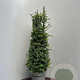 Taxus baccata 100-110 cm 15L