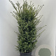 Taxus baccata 100-120 cm 18L