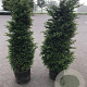 Taxus baccata 120-140 cm 25L