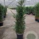 Taxus baccata 120-140 cm 25L