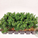 Taxus media 'Densiformis' 15-20 cm P9