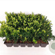 Taxus media 'Farmen' 20-25 cm P9