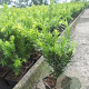 Taxus media 'Farmen' 20-25 cm P9