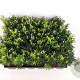 Taxus media 'Farmen' 20-25 cm P9
