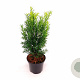 Taxus media 'Farmen' 30-40 cm C1.5