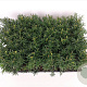 Taxus media 'Hicksii' 20-25 cm P9