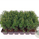 Taxus media 'Hicksii' 20-25 cm P9