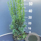 Taxus media 'Hicksii' 40-50 cm 3,0L