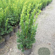 Taxus media 'Hicksii' 40-50 cm 3,0L