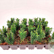 Taxus media 'Hillii' 15-20 cm P9
