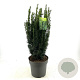 Taxus media 'Hillii' 60-70 cm 10L