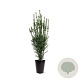 Taxus media 'Hillii' 60-80 cm 4,0L