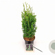 Thuja occ. 'Degroot's Spire' 40-50 cm 2,0L
