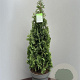 Thuja occ. 'Degroot's Spire' 90-100 cm 15L