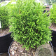 Thuja occ. 'Krasnal' 25-30 cm 5,0L
