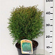 Thuja occ. 'Little Giant' 25-30 cm 3,5L