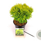 Thuja occ. 'Mirjam' 20-25 cm 2,0L