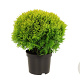 Thuja occ. 'Mirjam' 25-30 cm 2,0L