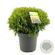 Thuja occ. 'Mirjam' 35-40 cm 10L