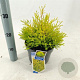 Thuja occ. 'Rheingold' 20-25 cm 3,0L