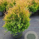 Thuja occ. 'Rheingold' GM C3