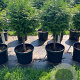 Thuja pl. 'Atrovirens' 60 cm stam cont. 70L bol