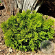 Thujopsis dolabrata 'Nana' 20-25 cm 3,0L