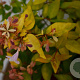 Abelia grandifl. 'Francis Mason' 25-30 cm 3,0L
