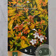 Abelia grandifl. 'Francis Mason' 25-30 cm 3,0L