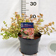 Abelia grandifl. Tricolor Charm 25-30 cm 3,0L
