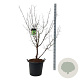 Acer griseum 150-175 cm cont. 55L extra