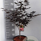 Acer pal. 'Atropurpureum' 60-80 cm 10L
